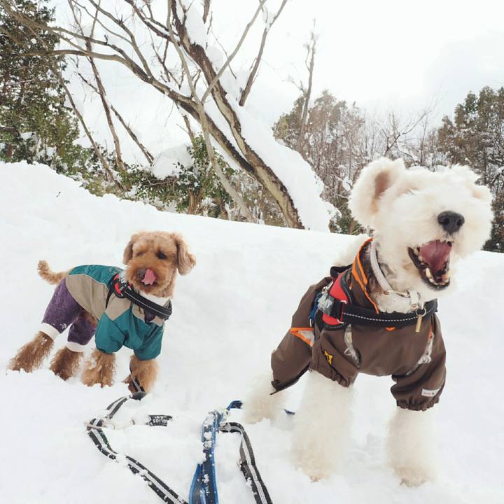 71424379 c847 4833 b633 e2fb792801ba 1517055988552