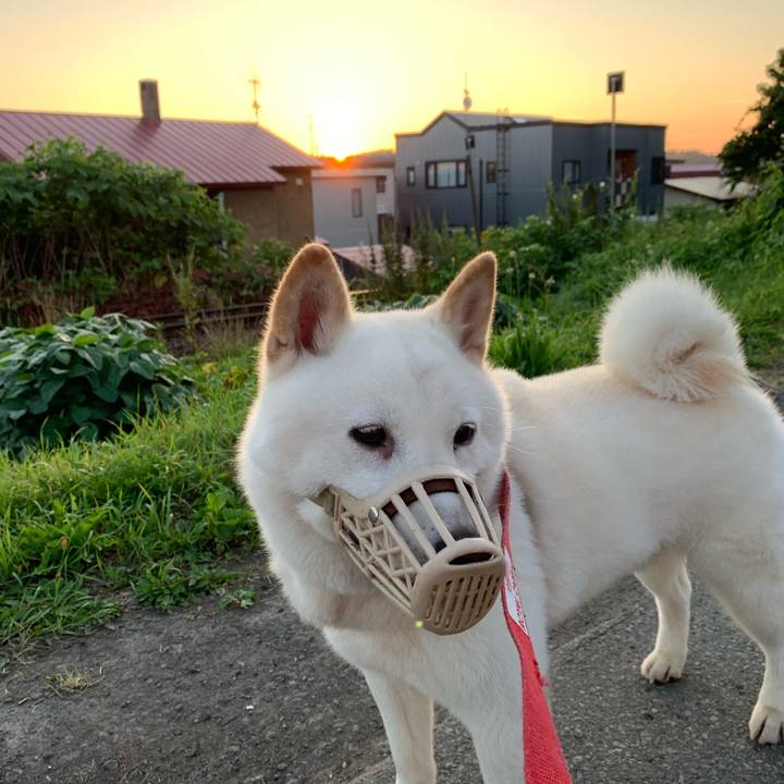 7147d597 7348 4701 851f 0110687b2106 1596399380177