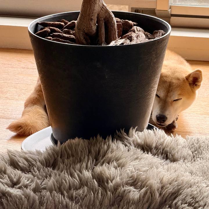 714b4129 997a 485b bb39 a2b4271f6b7b 1771642339677