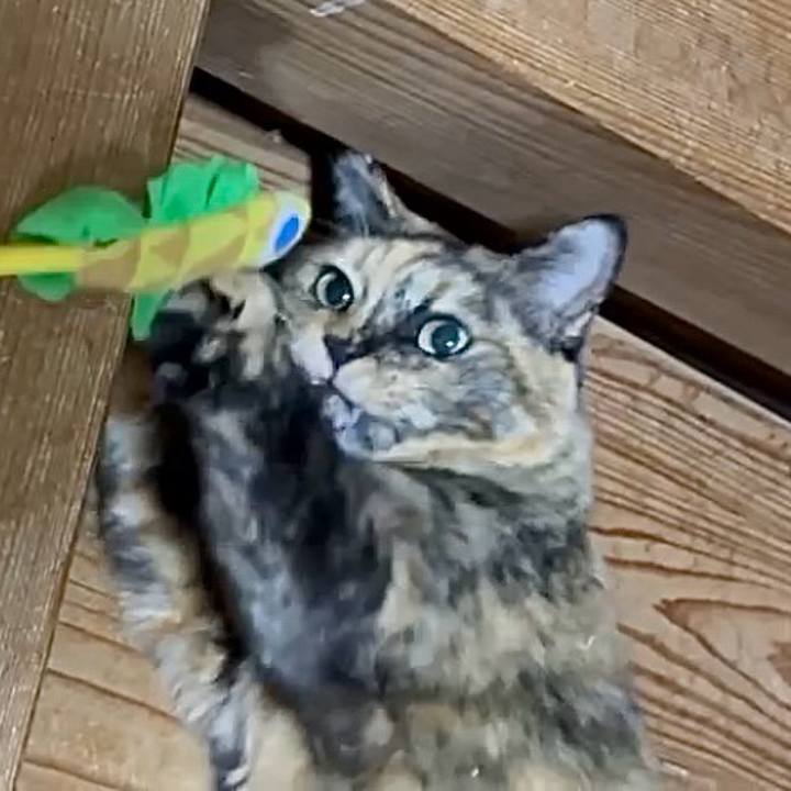 714b7184 19b1 4953 975a 765ea8bf6d00 1766781478356