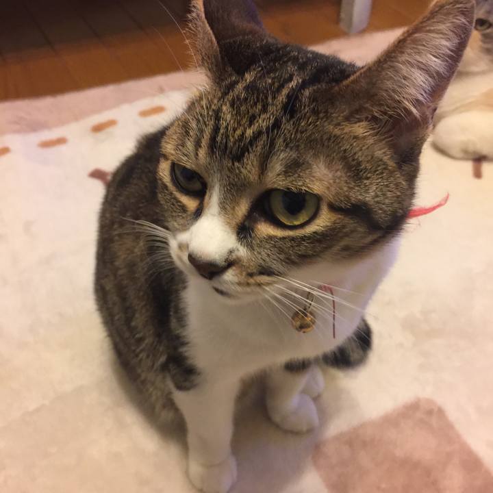 7153e613 1721 4143 83fd cc992d3dc762 1552058377706