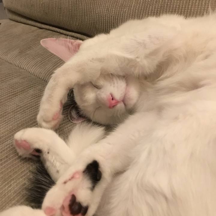 7155a32a 78da 4419 907b e8fce426c6ac 1513308216055