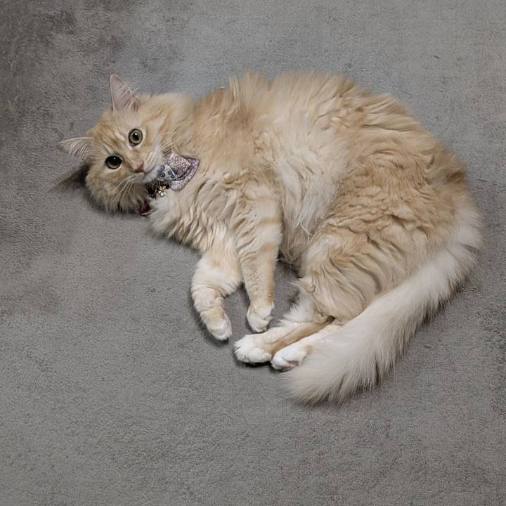 715c6356 9a59 44b2 8ce0 832d0d28e65a 1759493814193