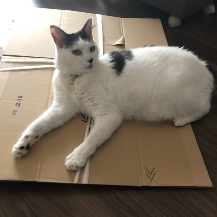 715db6ca 4653 45dc 8687 b97fd7ce0879 1539404315565