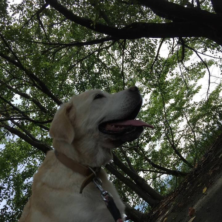 7160a6f4 3727 4a4e be24 386ae7d43b18 1535859483595