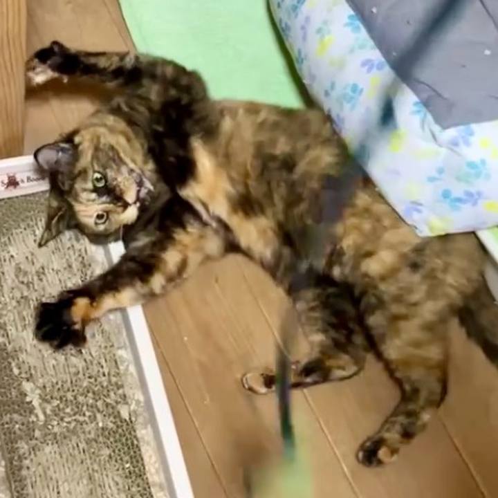 7160c720 2764 493e 889c 2cc66f7e49be 1730748418301