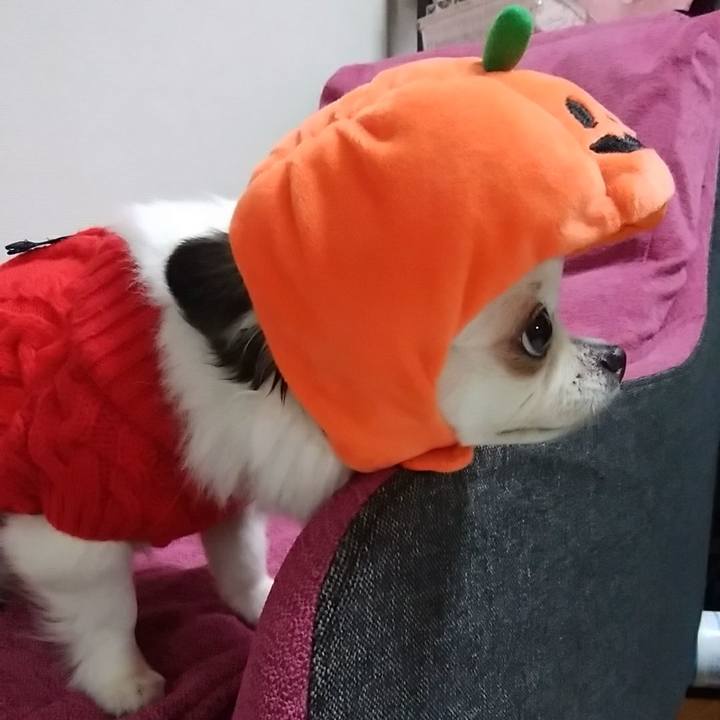 716236be 9a85 47a0 b7eb 8ec7fba659f0 1539779601207