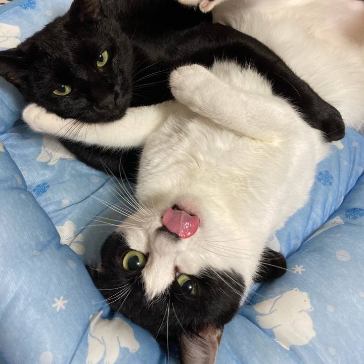 71658362 4bb4 444a 9e12 92f6a1dc065a 1598600004643