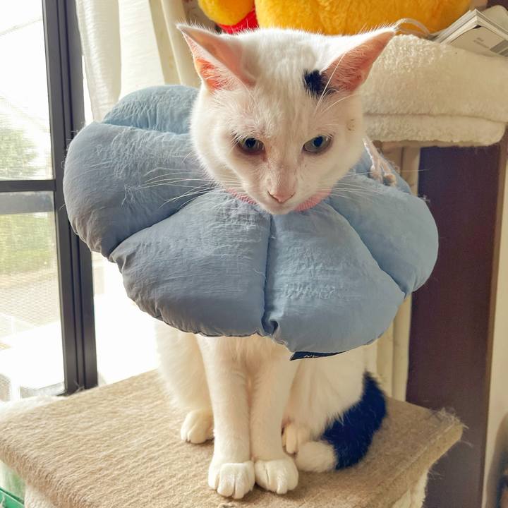 71693779 1a18 43b1 8ea1 5f43d29967dd 1760241132398