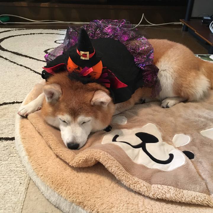 716c7ce2 c629 4c1d a69e 07406d9119b3 1540971506144