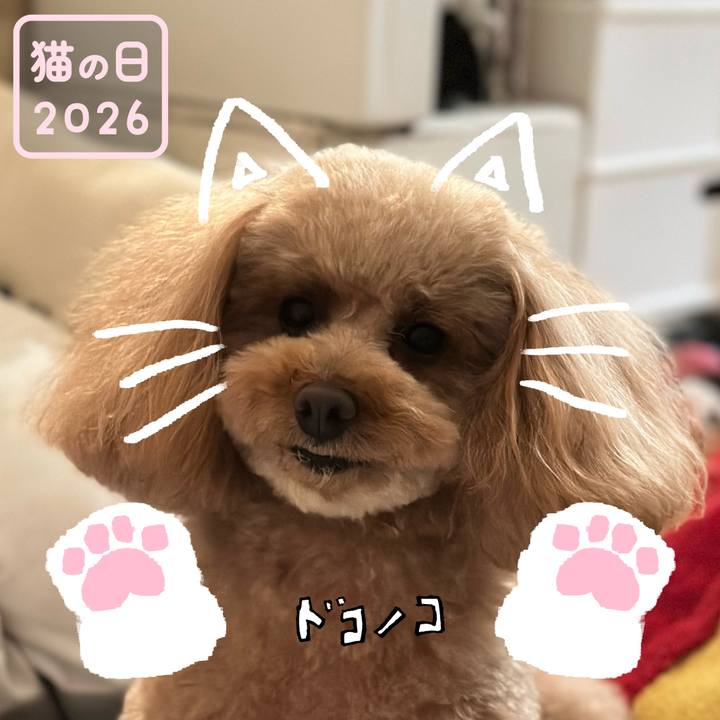 71716854 6599 4bef 875b c950d476a4ac 1771723859627