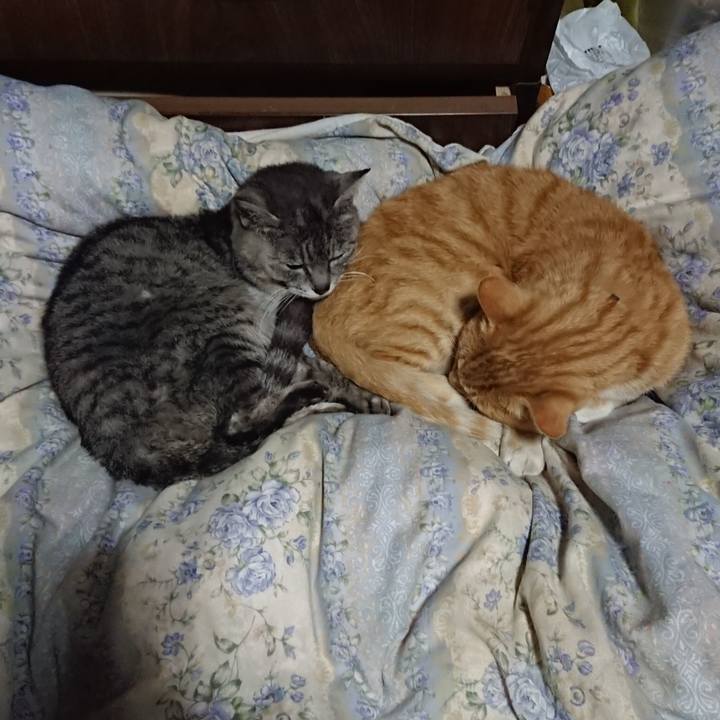 7174553d e5de 47e1 8b10 d10ca4a9d8a9 1590754105081