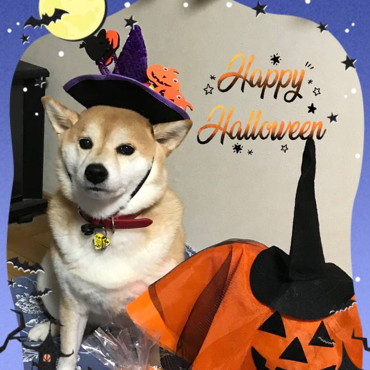 7177cdcc 48f0 4277 81f5 dea2b63eda84 1572529069575