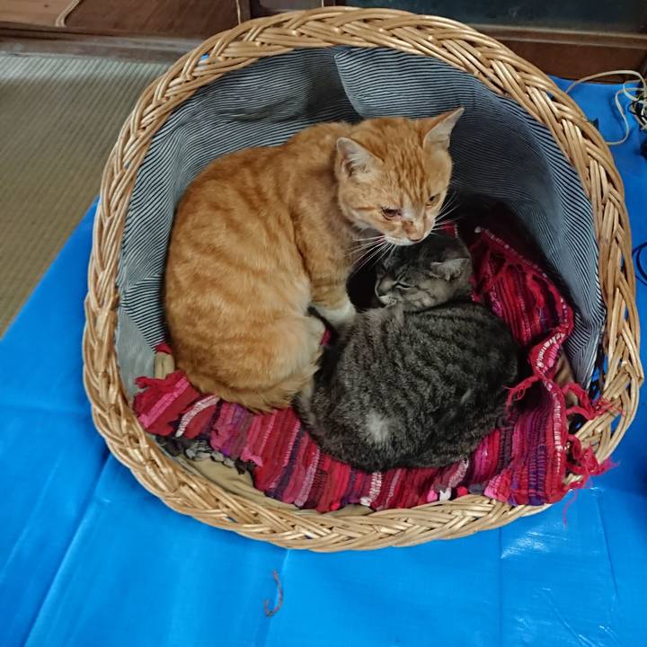 71791526 a6b6 489c 987c ffedc26b1272 1558041196919