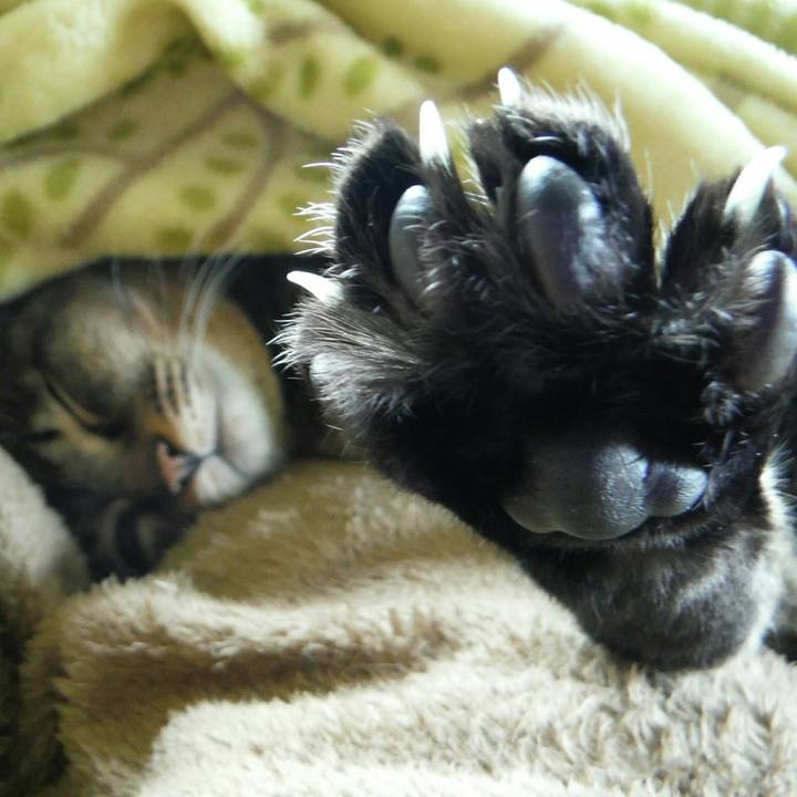 717b52e2 a720 49c8 a0fd 99984c746aaa 1510646772401