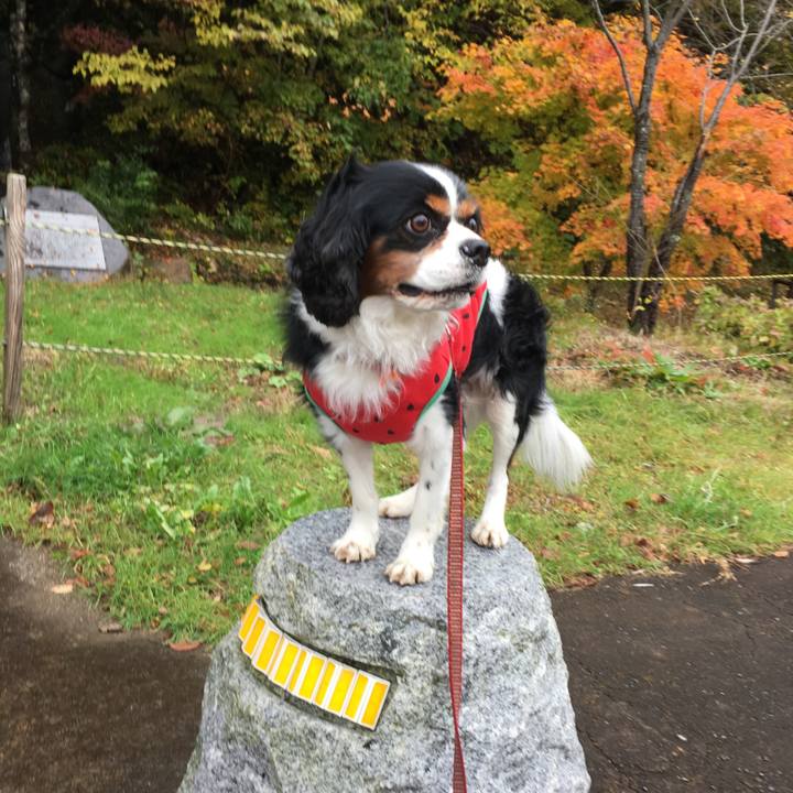 717ec609 29ae 4a3a ada4 599641324490 1508581401253