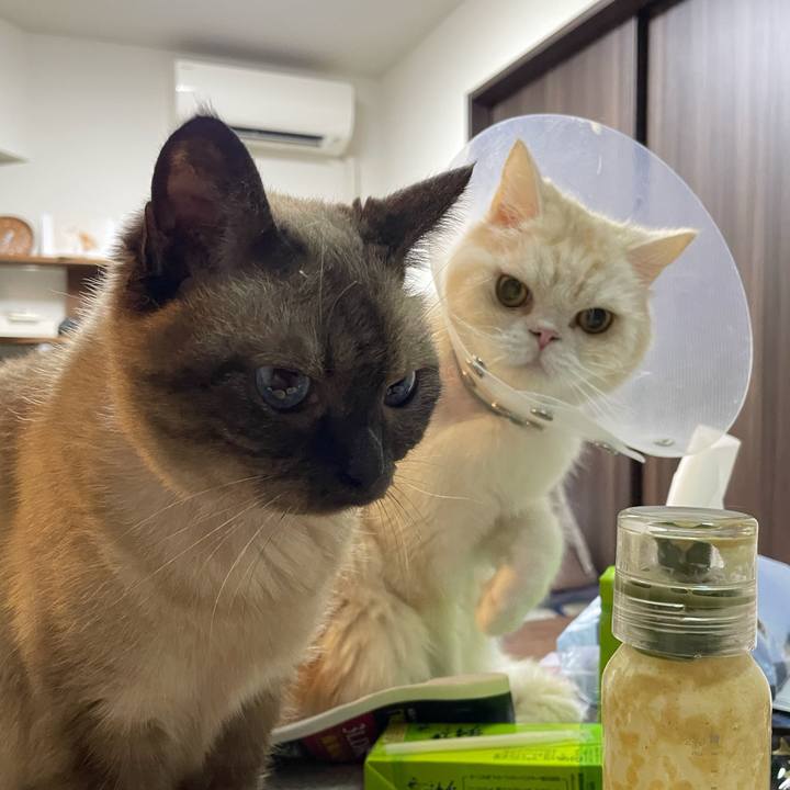 7182d48b 1512 4844 8412 25d199504a57 1754217210249