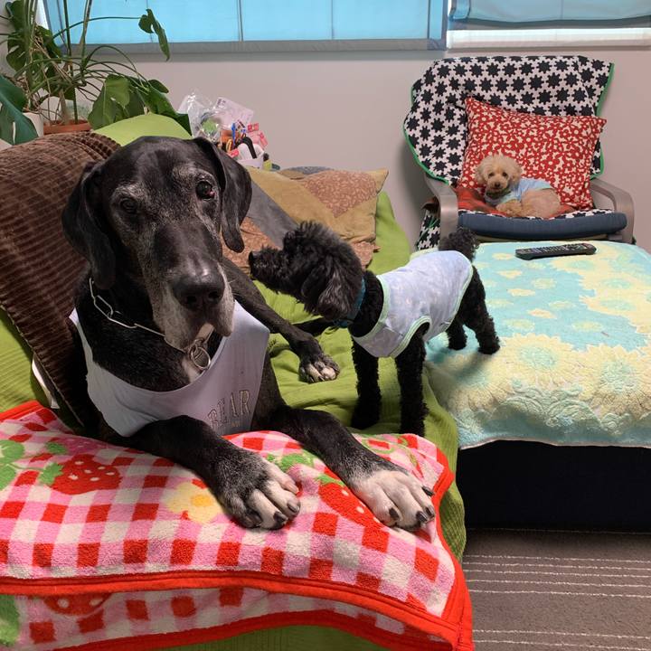 7183dc57 4534 4a50 b530 6b5dcacdd4aa 1591224024863