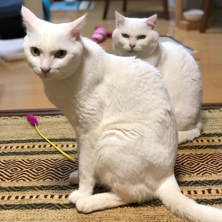 7185390a 5e1c 4c21 a7a2 2926366d418b 1550232483318