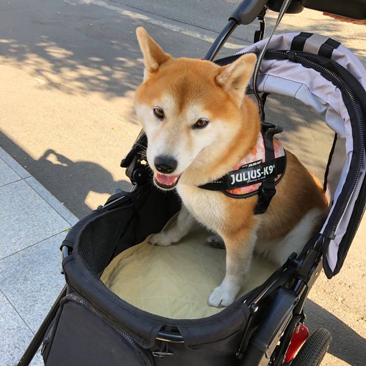 71868b12 1b62 4718 91d2 b9965b02fc9c 1558939346101