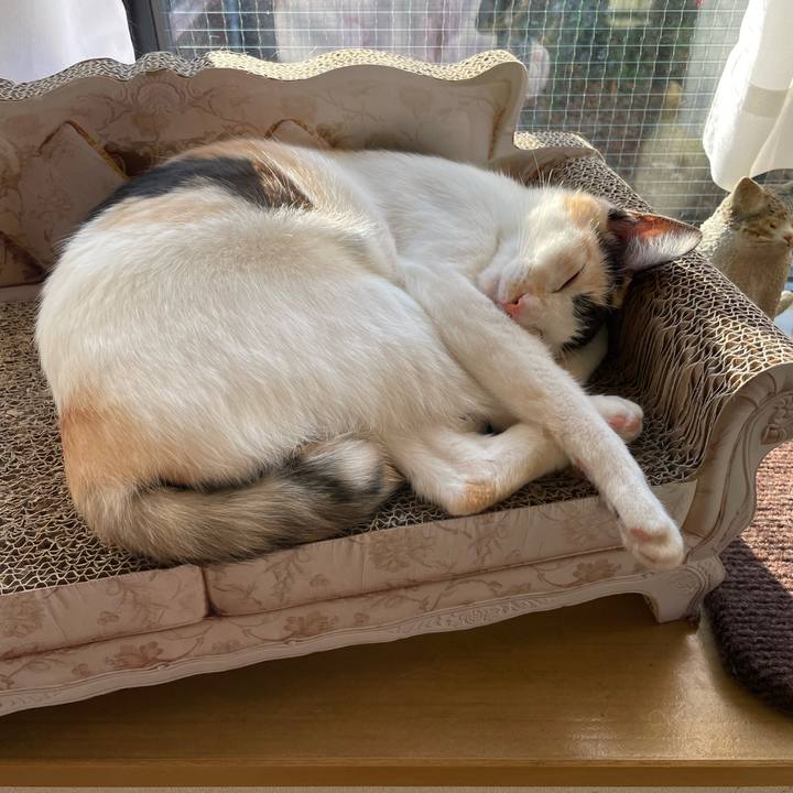 71893390 70ca 4a56 b641 951eed7d2779 1677451813858