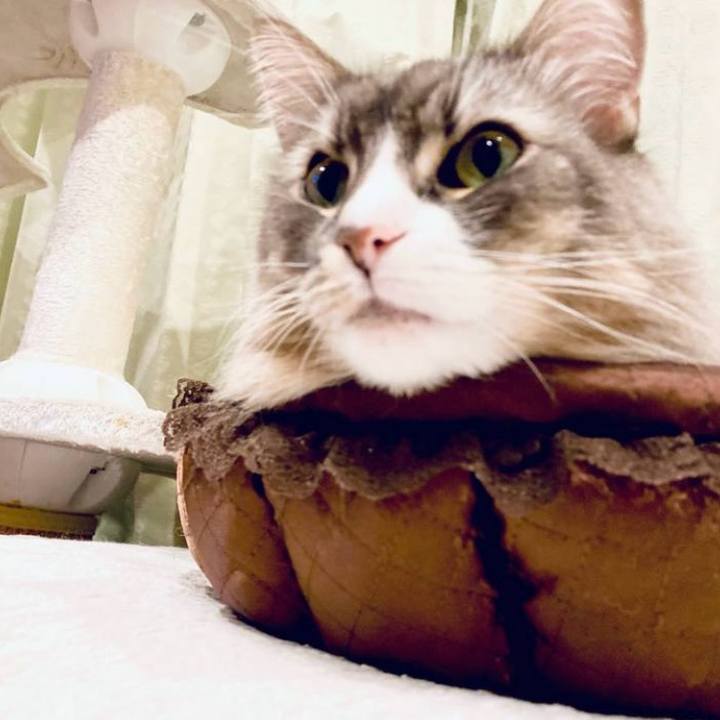 718b1f5f f6a8 4c4a a0a3 92835710fc18 1722360816783