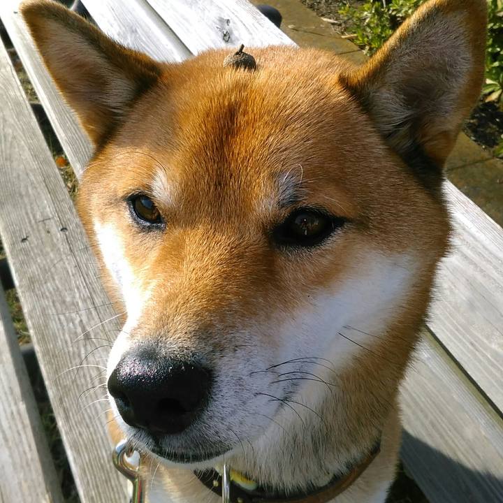 718ea3a2 49a4 4d34 b1ed b4b4e48af3a9 1509606251626