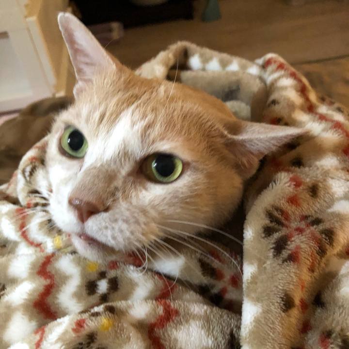 71932c1a adb7 4e5d 90bd cbc2372c8e80 1594420657425