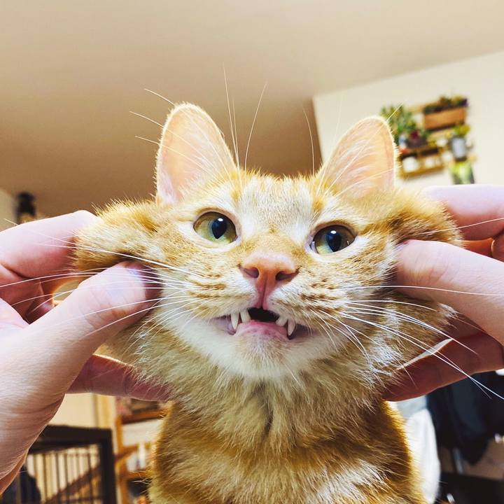 71974bdd 3e57 4c03 8e39 69ebd83d1201 1596195231926