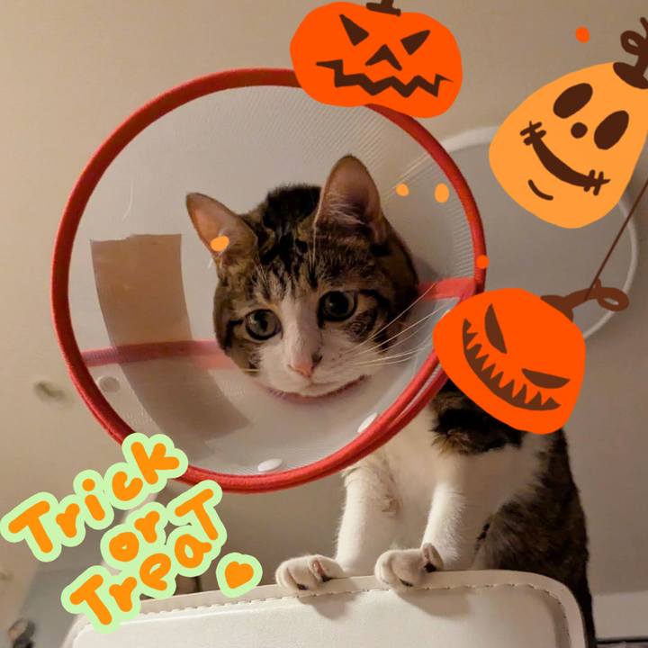 71975bd6 95c7 4c6b 89b3 5708a33ae57d 1761912608886