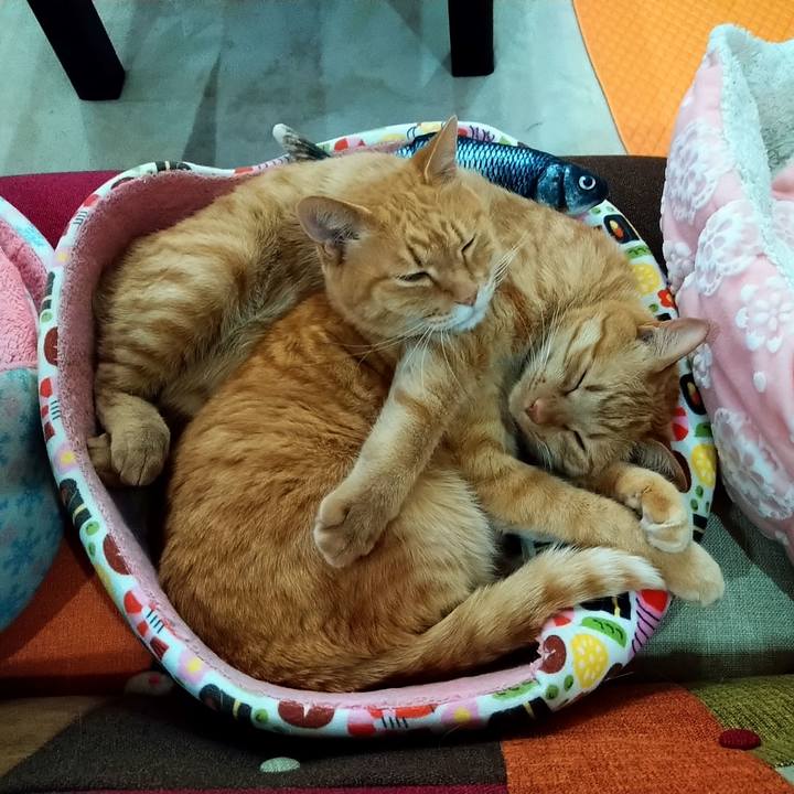 71992f6e f0f7 4738 9aab cb1cc6547604 1586940496531