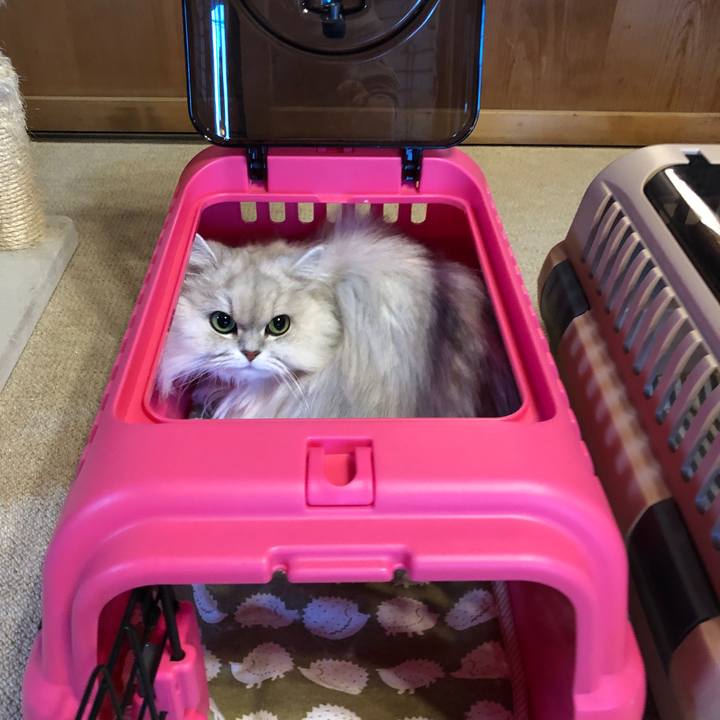 719a0c69 4cff 418e 9ee1 91754bc8ebdd 1552906065962