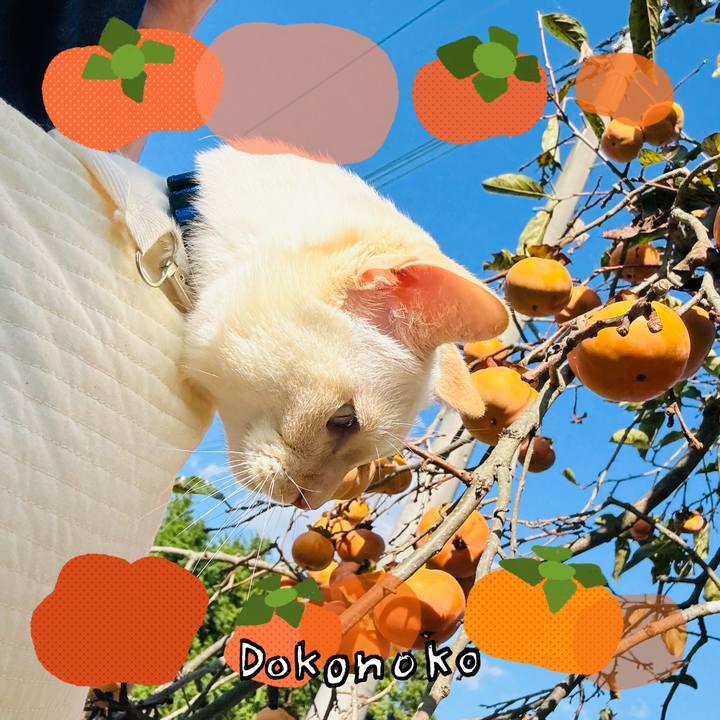 719e71d2 fc15 4d7b 8664 f0b422b13107 1761808563604