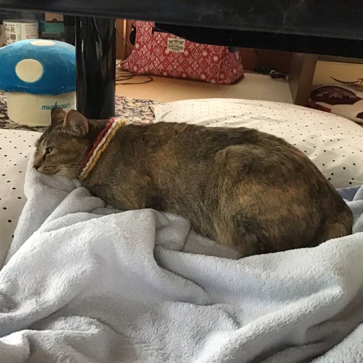 71a16802 2b4f 4bdc b10b bba6e2e2949e 1622263608943