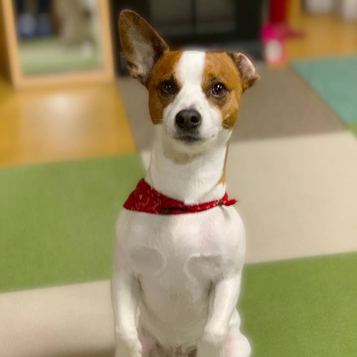 71a62832 6cc9 4466 a2c7 352f5bdd2b3d 1542290735355