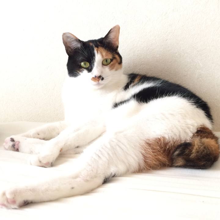 71a71c9a e9e2 4454 9573 6f63ccd0635e 1562712667733