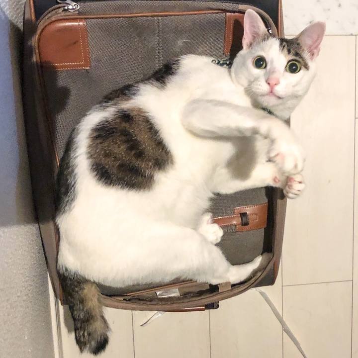 71a922b7 b449 4a0c 96c7 27025212b7f1 1532473027490