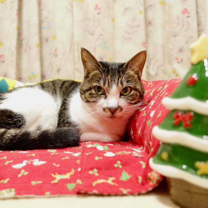 71ad94ea 5220 4e8a be4d 5c9ed6230a1d 1766227155666