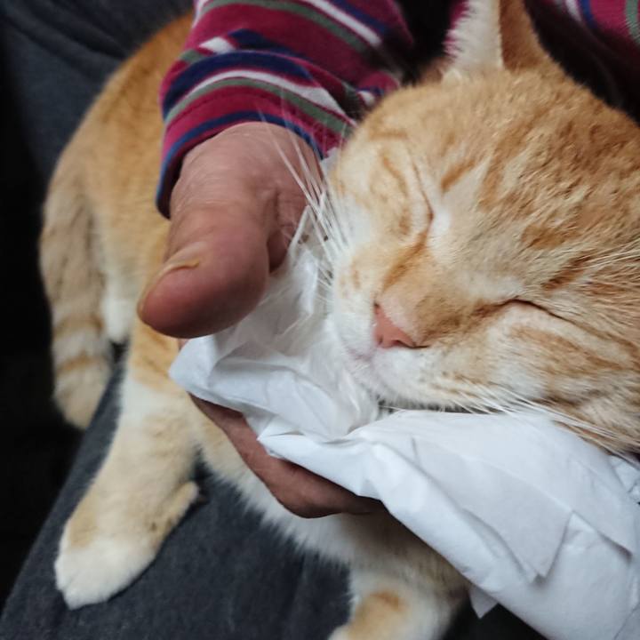 71ae2882 3c32 484c 921a 699bb8ca7283 1585309089110