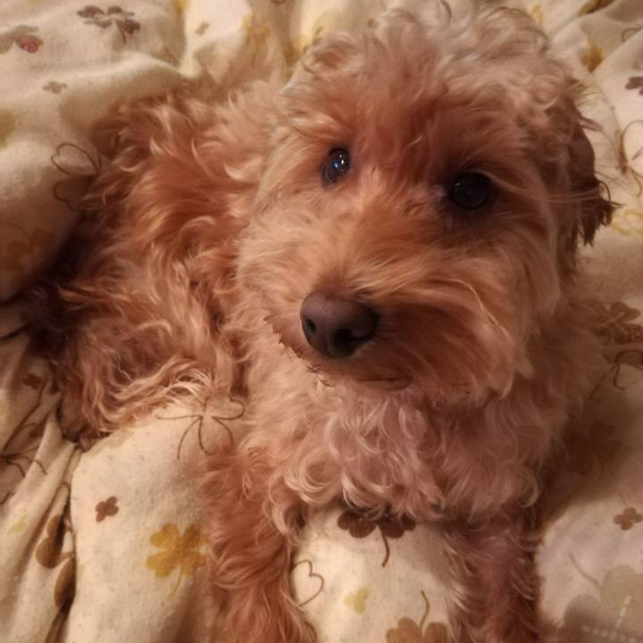 71af1926 7e80 481b ad04 5f22e8fcf7a2 1544532406544