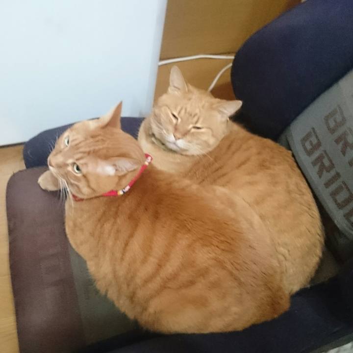 71b74738 e4ac 4425 a9d0 40a3f56216a8 1517108933834