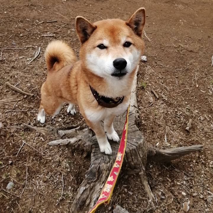 71b9d2a5 9ac7 4eaa b900 1e2900e5bb13 1616142114817