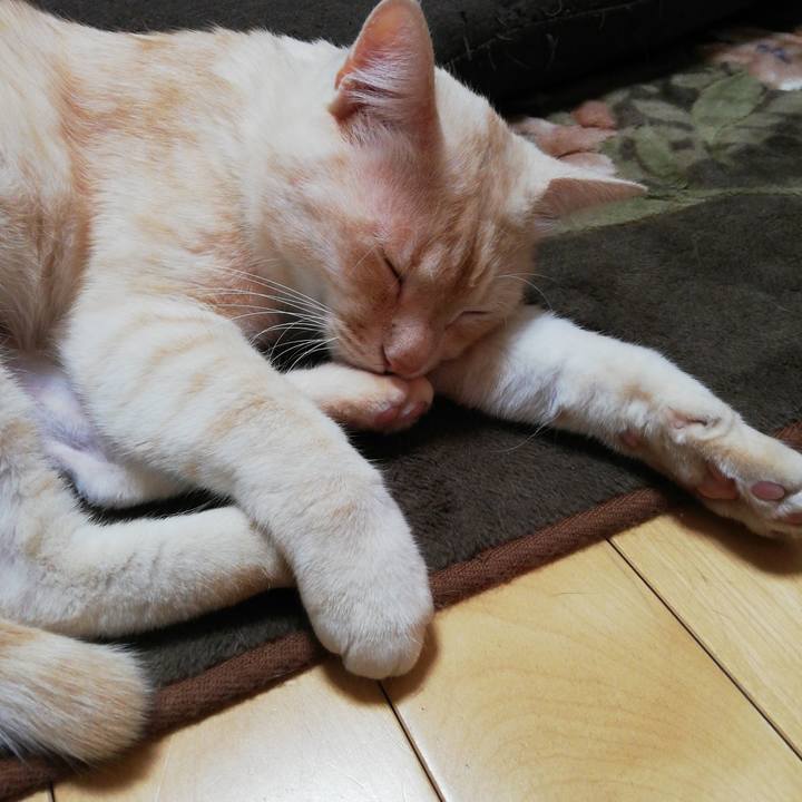 71bb26c6 0214 4acd 9d4c a845edf4a022 1608072701365