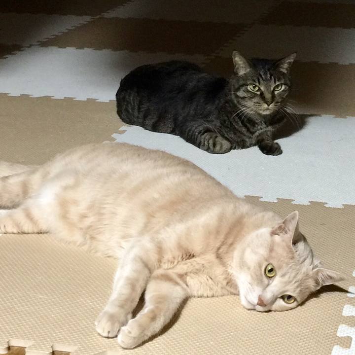 71bb99ed ed2a 41ef a9fa a8dc58b15efe 1528311557368