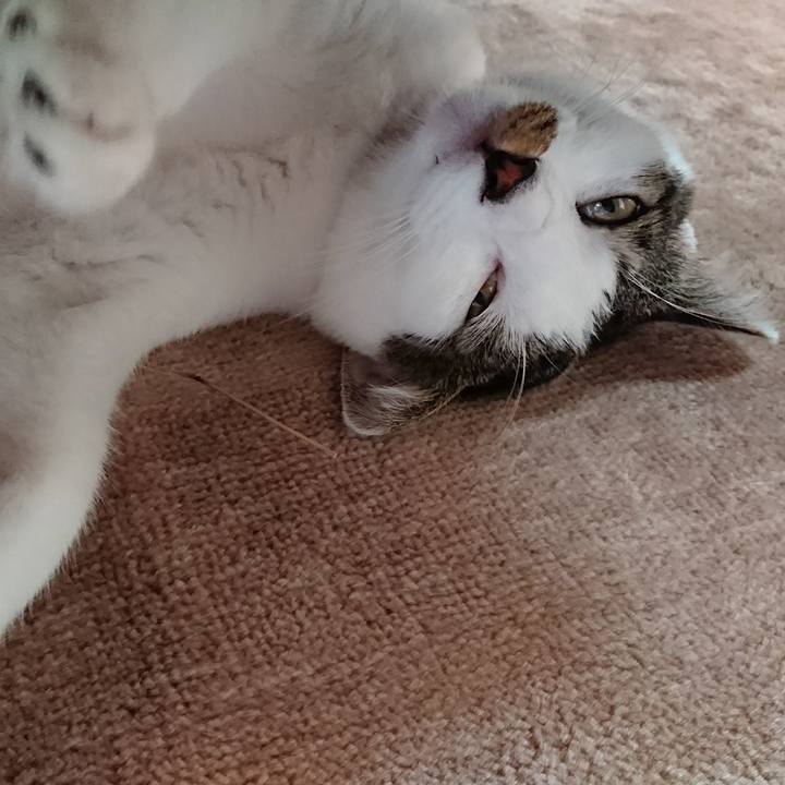 71bbdc4d 0fbb 47f1 ba1f e79a3641cbfc 1509707605808