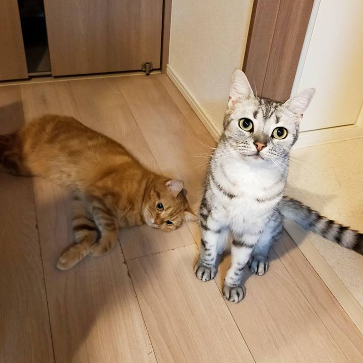 71be3c0a 80a9 41e8 8cc3 826a45e97adf 1600162991318