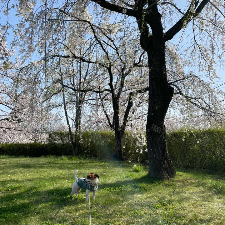 71bf8a08 445e 4eb2 b73a 8aa025a305a8 1649760360385