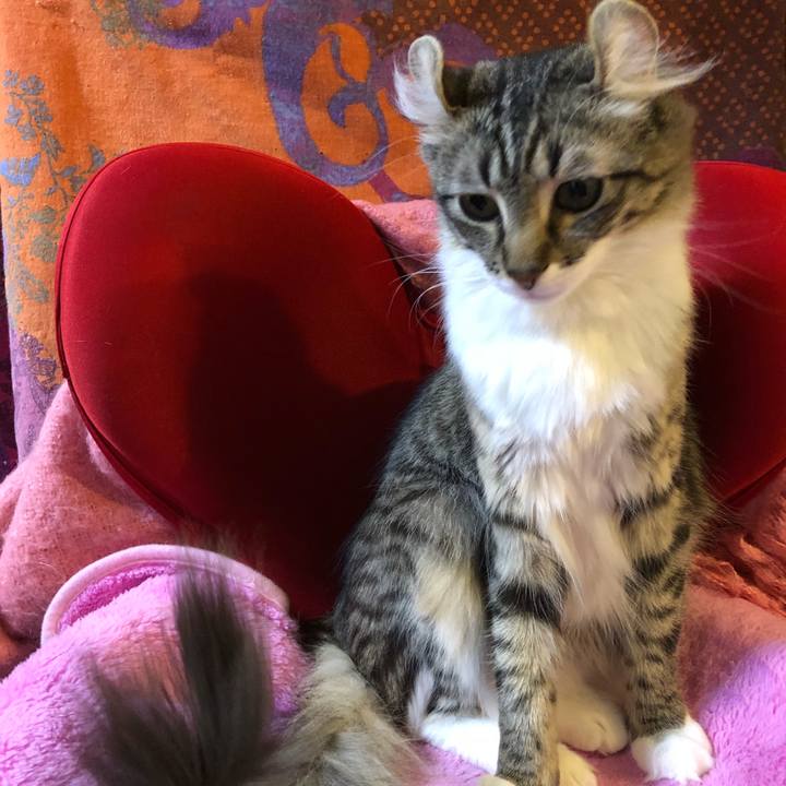 71c13dc3 d72f 4d49 b800 480629706ca6 1519393351034