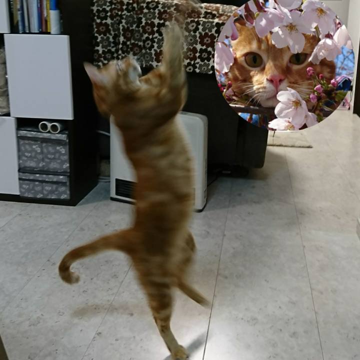 71c43470 b2b5 406c 9216 adf07e9e23d8 1521106032473