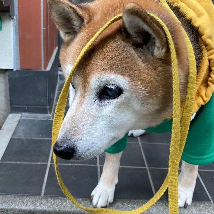 71c99055 b069 4513 a7dc e2fbde8ba263 1766301428210